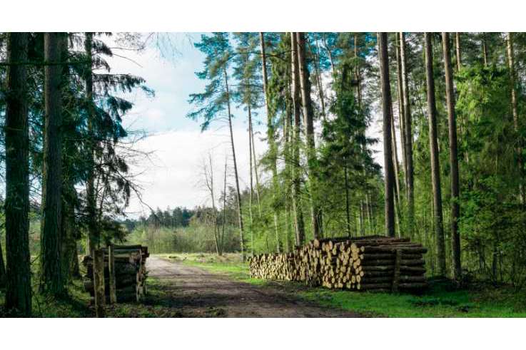Forstwirtschaft