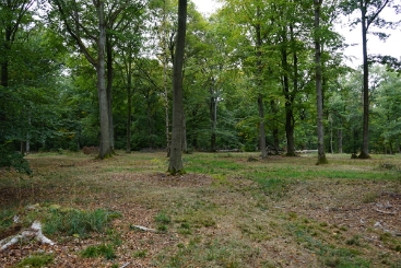 Der Caspar-David-Friedrich-Wald im hessischen Wetterau. (Nachhaltigkeits-Projekt: Caspar-David-Friedrich-Wald) Zum Schutz der Artenvielfalt wird bei dem Projekt „Caspar-David-Friedrich-Wald“ eine turnusmäßige Beweidung des Waldes nachgeahmt. Das Bild zeigt einen Ausschnitt des Waldes.