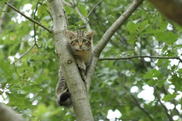 Eine Wildkatze im Forstrevier Buchenborn. (Nachhaltigkeits-Projekt: Auf leisen Pfoten) Wildkatze im Forstrevier Buchenborn