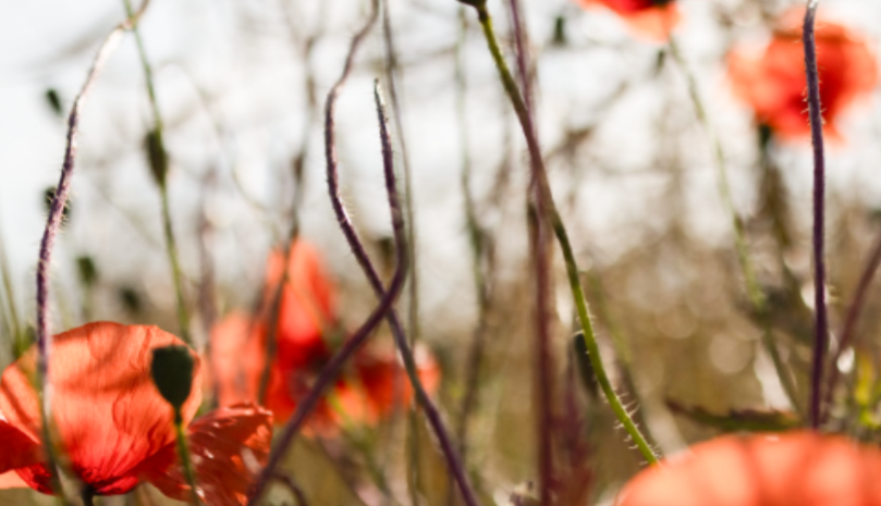 Nahaufnahme eines Mohnblumenfeldes