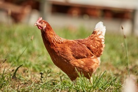 Ein Huhn des mobilen Hühnerstalls von Dennis Hartmann. (Nachhaltigkeits-Projekt: Legehennenhaltung Hartmann)