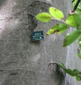 Eine umweltfreundliche Plakette, die zur Identifizierung als Baumriesen an dem Baum angebracht wurde. (Nachhaltigkeits-Projekt: 1 000 Baumriesen)