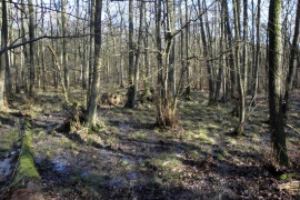 Natürliche Wiedervernässung des Erlenbruchwalds im Forstgebiet Buchenborn. (Nachhaltigkeits-Projekt: Nasse Füße)