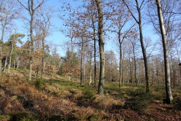 Der lichtdurchflutete Wald auf dem Sommerhang im Forstrevier Buchenborn. (Nachhaltigkeits-Projekt: Sommerhang)
