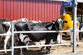 A cow at Backensholzer Hof at the cow brush. (Sustainable project: Backensholzer Hof)