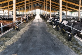 The new freestall barn at Backensholzer Hof from the inside. (Sustainable project: Backensholzer Hof)