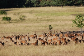 Award for grazing of deer in open landscapes. │ © Markus Meiβner / Institut für Wildbiologie Göttingen, Dresden e.V.