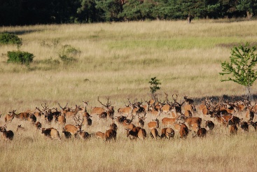 Award for grazing of deer in open landscapes. │ © Markus Meiβner / Institut für Wildbiologie Göttingen, Dresden e.V.