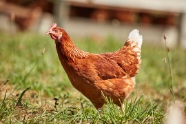 A hen of Dennis Hartmann's portable henhouse. (Sustainable project: Hartmann farm)