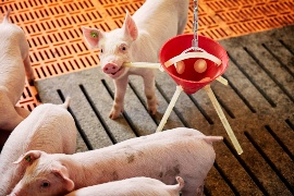 A piglet at Klein-Hessling farm in its new barn. (Sustainable project: Klein-Hessling farm)