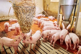 Pig rearing at Klein-Hessling farm. (Sustainable project: Klein-Hessling farm)