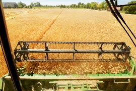 The fields where the food for the pigs at Klein-Hessling farm is grown. (Sustainable project: Klein-Hessling farm)