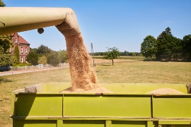Feed for pigs at Klein-Hessling farm is grown on their own land. (Sustainable project: Klein-Hessling farm)