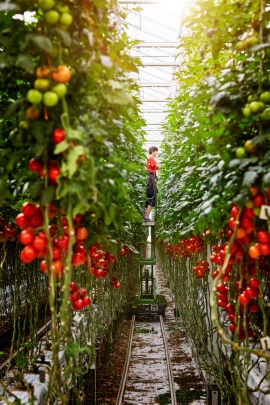 The sustainable greenhouse at the family-run Scherzer Gemüse. (Sustainable project: Scherzer Gemüse)