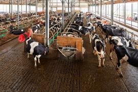Cows in the new cubicle barn at Schifferings farm in Birresborn. (Sustainable project: Schifferings farm)