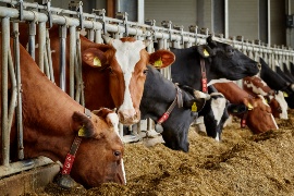 Cows in the new cubicle barn at Schifferings farm in Birresborn. (Sustainable project: Schifferings farm)