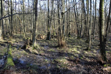 A permanently flooded forest. (Sustainable project: Wet feet)