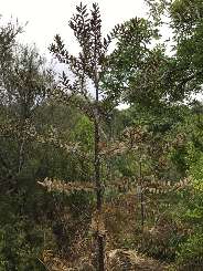 kleiner Kauri-Baum