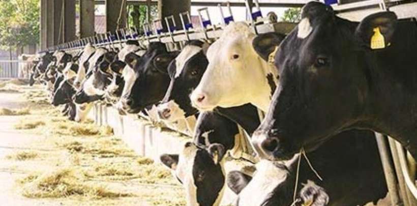 Bürgschaftsprogramm des Bundes für Milchviehbetriebe
