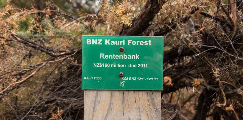 BNZ Kauri Forest