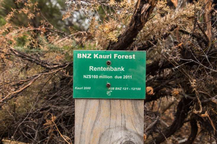 BNZ Kauri Forest